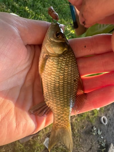 A person's hand holds a small, olive-green fish with dark scales and a reddish-brown dorsal fin. The fish is facing left, and a brown worm is attached to a hook near its mouth. The background is out of focus, showing green grass, dirt, and a small white container. The lighting suggests it is daytime, with sunlight creating warm tones on the skin and fish. The scene appears to be outdoors, possibly near a body of water given the presence of a fish. The image focuses on the fish and the hand holding it, creating a close-up view of the interaction.