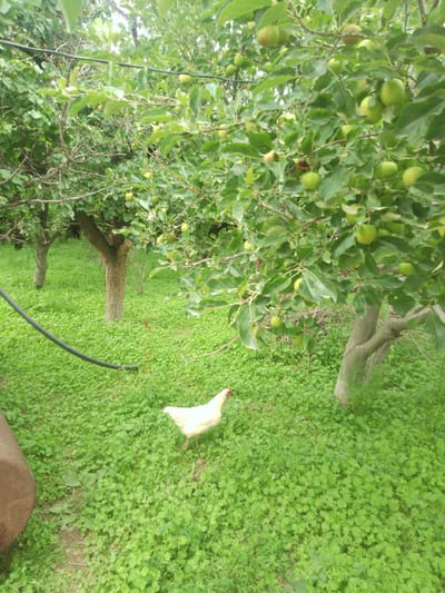 This image depicts an outdoor scene in Karasu, Kyrgyzstan. In the foreground, a white chicken walks on a carpet of lush green clover. Behind the chicken, an apple tree laden with green apples stands prominently, its branches reaching upwards and outwards. Further in the background, another apple tree is visible, along with more of the dense clover ground cover and evidence of a black hose lying on the ground. The overall environment suggests a rural or orchard setting.