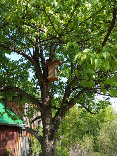The image shows a tree with a birdhouse attached to its trunk. The tree is full of green leaves, and there are other trees and bushes in the background. A portion of a wooden building with a green roof is visible on the left. The location is Монастырка, Russia.