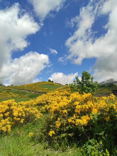 A panoramic landscape in Kumlistsikhe, Georgia showcases a vibrant hillside covered in blooming yellow flowers, likely rhododendrons. The foreground features lush green grass and more of the yellow flowers. A dirt path winds its way up the grassy slope, dotted with these bright yellow blossoms. In the mid-ground, a single green tree stands prominently against the backdrop of the flower-covered hillside. The background reveals distant mountains, one of which has a snow-capped peak. The sky above is a striking blue, adorned with fluffy white clouds. The scene depicts a serene natural environment during daylight hours.