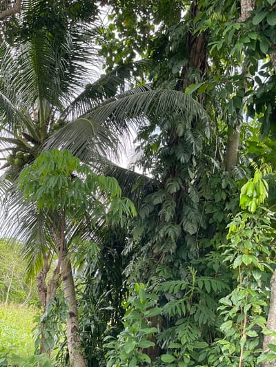 The image depicts a view looking up into a dense canopy of trees, possibly in Hijo, Philippines. The sky is visible through gaps in the foliage. Several types of vegetation are present, including broad-leafed trees and palm fronds, with coconuts visible. The branches appear to be interconnected. There are no people visible.