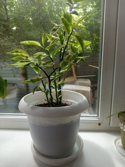 A variegated houseplant with green and white leaves is in a gray and white pot on a white windowsill. The pot is in front of a window that looks out onto trees and a fence. The scene appears to be located in the city of Kenzhekol, Kazakhstan, based on the context.