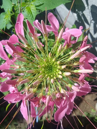 A close-up, overhead shot displays a vibrant cluster of pink spider flowers, likely taken in Bora, Indonesia. The flowers exhibit delicate, elongated petals and prominent, thread-like stamens. Many buds are visible, some partially opened, showcasing a gradient from light pink to deep fuchsia. The center of the cluster is a tight, green bud formation from which the flower stalks emanate. The background is a blur of green foliage and the dappled shadow of a concrete structure. A small green grasshopper is perched on one of the flower buds. The lighting suggests it is daytime, with sunlight casting distinct shadows.