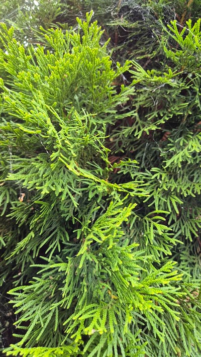 The image displays a close-up view of dense, bright green foliage of a coniferous tree, possibly a cypress or thuja, with some visible spiderwebs. The background consists of darker green branches and needles of the same type of tree, creating a layered effect. The foliage is rich and textured, with individual leaves appearing small and scale-like, fanning out from the branches. The spiderwebs are thin and delicate, catching the light in places and giving a slightly hazy quality to some areas. The scene is natural and appears to be outdoors, likely in a garden or park setting. No people, actions, or specific interactions are depicted. The location is not visually discernible from the image itself, and any mention of Doirentsi, Bulgaria, would be external information.