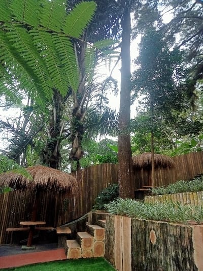 This image depicts an unpopulated outdoor leisure or dining area situated within a lush, heavily vegetated environment in Kuwukan, Indonesia. The scene is dominated by dense green tropical foliage, including large fronded trees in the foreground and tall, slender tree trunks extending into an overcast sky. A vertical bamboo fence spans the mid-ground, serving as a backdrop.

Two distinct open-air seating arrangements are visible. In the lower left, a circular wooden table with two visible wooden benches is positioned on a reddish-brown paved surface, adjacent to a patch of green artificial turf. This seating area is sheltered by a conical roof made of thatched straw or palm fronds. A similar, partially obscured thatched-roof seating structure is visible further to the right, behind a tall tree trunk.

On the right side of the frame, a multi-tiered terraced structure ascends. These terraces are constructed from large, horizontally laid cut logs, forming retaining walls for planters filled with green and variegated shrubs. A set of rustic stairs, also composed of stacked logs, provides access to the elevated terraces from the lower level. No individuals, animals, or ongoing activities are observed within the frame.