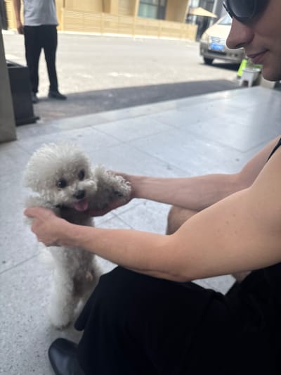An outdoor scene in Songjiang District, China, captured during daylight hours, shows three individuals and a small dog. The image is oriented vertically but depicts a horizontal ground level. In the foreground, a person wearing dark clothing (possibly black pants) is squatting or bending down, holding a small, fluffy white dog (resembling a Bichon Frise) with both hands. The dog has its tongue slightly out, looking upwards.

To the left of this central interaction, another person is partially visible, seen from the nose down. This person is wearing dark glasses or sunglasses and appears to be holding a clear cup with a vibrant neon green straw. Their face is close to the dog, suggesting engagement with the animal.

In the mid-ground, further to the left, a third person is standing. They are wearing a light-colored top, dark pants, and black shoes. The setting appears to be an urban or suburban area with light-colored tiled or concrete paving on the ground. Background elements include blurred building structures, indicating a street or plaza environment. The weather appears clear and bright. No discernible text is visible in the image.