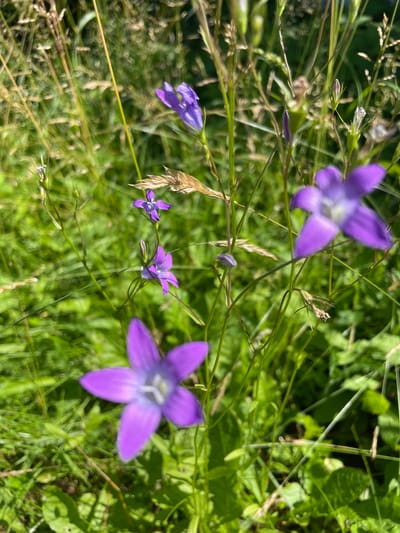 The image shows a close-up view of purple bell-shaped flowers amidst green grass and dry stalks of wheat. The flowers are of varying sizes and stages of bloom, with some fully open and others still in bud. The background is blurred, creating a shallow depth of field that emphasizes the delicate beauty of the flowers. The scene appears to be a natural setting, likely a field or meadow. The sunlight filters through the foliage, casting soft shadows and highlighting the vibrant colors of the flowers. There are no people or man-made objects visible in the image. The location is stated to be the city of Валки, Russia.