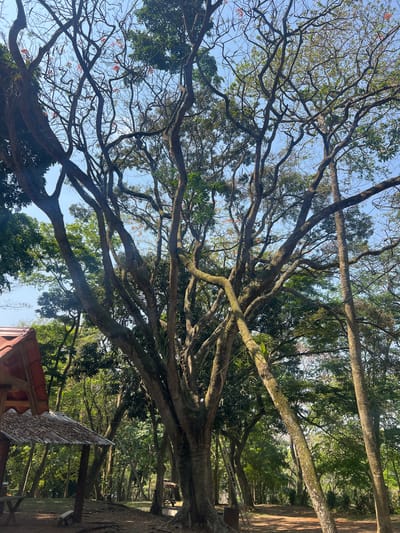 The image shows a large tree with many branches reaching up towards a blue sky. The tree appears to be located in a park or wooded area, with other trees and vegetation visible in the background. The bottom of the image shows a corner of a structure, possibly a gazebo or small building, with a red tile roof. The location is San Francisco de Yojoa, Honduras.