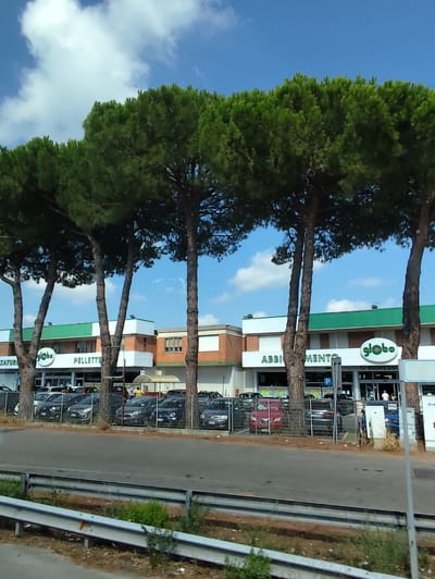 The image shows a storefront in Cerasolo, Italy, with a row of large pine trees in the foreground. The building has a green roof and a white facade with brick accents. A large sign with the word "globo" in green letters is visible, along with smaller signs for "PELLETTE" and "ABBIGLIAMENTO". In front of the store, there is a parking lot with several cars parked behind a fence. Some people are visible in the parking lot, including one person standing near an entrance. The sky is blue with some white clouds. The road in the foreground is asphalt, with a metal barrier and some vegetation along the side.