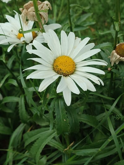This is a close-up, low-angle photograph of a white daisy flower with a yellow center. The flower is in sharp focus and is surrounded by green foliage, which is slightly blurred. The daisy is the primary subject, with its petals radiating outwards from the central disc. To the left and right of the main daisy, parts of other white daisies are visible, as well as some dried, brown flower heads. The background consists of a dense arrangement of green leaves and stems. The lighting suggests an outdoor environment, likely during the daytime. The scene appears to be a natural setting, possibly a garden or a meadow, in Velykyi Zhytyn, Ukraine. There are no people or animals present in the image.