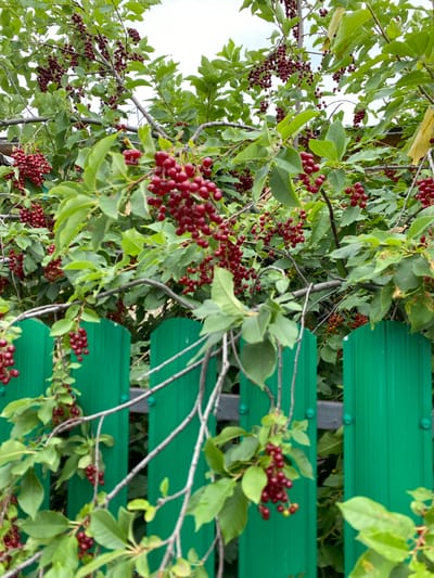 The image depicts a close-up view of branches laden with ripe red berries, likely chokecherries, hanging over a vibrant green corrugated metal fence. The berries are clustered densely along the stems, interspersed with lush green leaves. The fence, a prominent element in the foreground, features vertical panels with a slightly textured surface. The background is softly blurred, showing more foliage and hints of a cloudy sky. The scene appears to be an outdoor setting, possibly a garden or yard, in a rural or suburban area. There are no people or animals visible in the frame. The overall impression is one of natural abundance and a clear, bright day. The location is identified as Akyar, Russia.