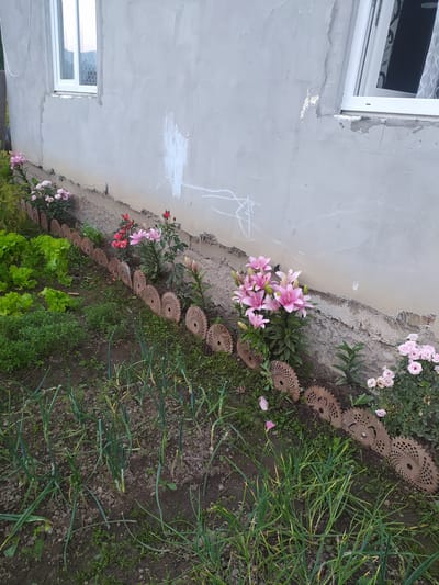 The image shows a garden bed along the side of a building with a light grey stucco exterior. A white-framed window is visible on the left side of the building. The garden bed features a variety of plants, including pink lilies, red and pink roses, and green lettuce. The bed is bordered by a decorative line of rusted metal gear-like objects. In the background, rows of green onions are planted. The scene appears to be outdoors, possibly in a rural or suburban setting, with the building suggesting a residential or agricultural structure. The time of day is unclear, but the lighting suggests it is daytime. There is no visible text in the image. The overall impression is one of a garden being cultivated next to a building.