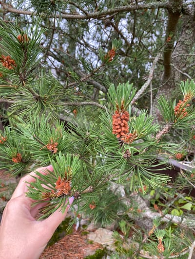 A hand, with light pink skin and a light purple fingernail, is shown gently holding a branch of a pine tree. The branch is adorned with clusters of young, reddish-brown pine cones, surrounded by vibrant green needles. The background is filled with more pine branches and some out-of-focus vegetation. The scene appears to be outdoors, possibly in a natural setting or a park, with hints of what might be rocks and dry pine needles on the ground. The overall impression is one of close-up observation of nature. There is no visible indication of the city of Larionovo, Russia, within the image itself.