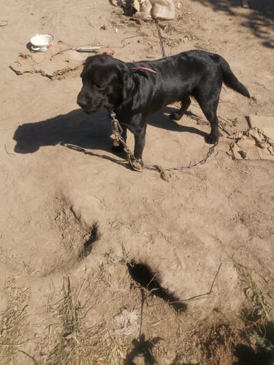 The image depicts a black Labrador Retriever on a dusty, unpaved surface in what appears to be a rural or semi-rural setting. The dog is standing in the center of the frame, facing to the left, with a chain leash attached to its collar. The leash is connected to a metal stake or anchor point which is partially obscured. The ground is dry and sandy, with some patches of sparse vegetation and dried leaves. In the upper left corner, there is a small white bowl with red trim. Further in the background, there are some scattered objects including what looks like a plastic bag and some debris. The lighting suggests it is daytime, with strong sunlight casting shadows. The terrain shows some unevenness, with slight depressions and mounds in the dirt. The overall impression is a simple, outdoor enclosure for a dog. Based on the provided information, this scene is located in the city of Semypolky, Ukraine.