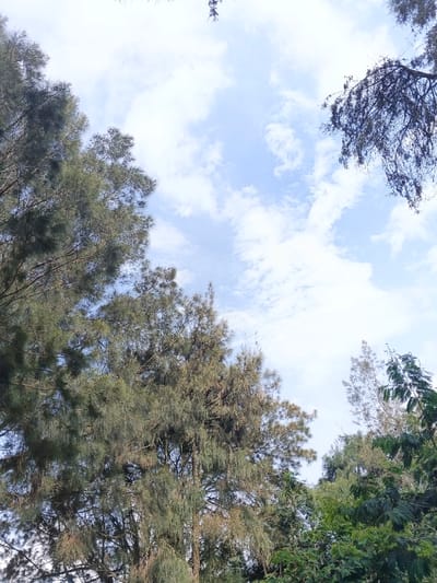 This image captures an upward view of a sky partially obscured by various tree canopies, located in the city of Bangalum Bridge, Papua New Guinea. The upper and central portions of the frame consist of a light blue sky with scattered white cumulus clouds. Dense, dark green foliage from coniferous-like trees with elongated, needle-shaped leaves is prominent along the left side and extending into the lower-center. Towards the lower-right and mid-right, trees with broader, lighter green leaves are visible. A distinct, dark, sparsely foliated branch extends downwards from the upper-right quadrant. No human subjects, artificial structures, or specific actions are discernible within the frame. The scene is illuminated by natural daylight.