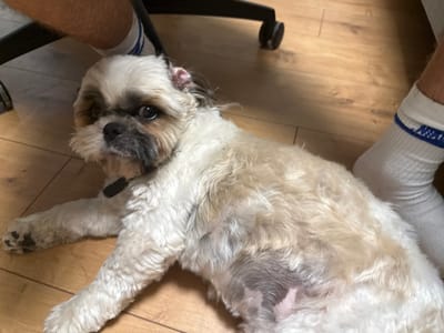 The scene depicts an interior setting in Nes Ziona, Israel, featuring a bi-color Shih Tzu dog lying on a light brown wooden floor. The dog, predominantly white with brown and black markings on its face and ears, is positioned on its left side, with its head slightly lifted and gaze directed towards the viewer. A black collar or tag is visible around its neck. The fur on its belly appears short or shaved, revealing pink skin. Partially visible are the lower legs and feet of a person, clad in white socks, one of which has a blue stripe near the cuff. These feet frame the dog in the upper left and right portions of the image. A black wheel and portion of a chair base are discernible behind the dog in the upper left. The dog is resting in close proximity to the person's feet, suggesting an indoor environment likely within a residence or office.