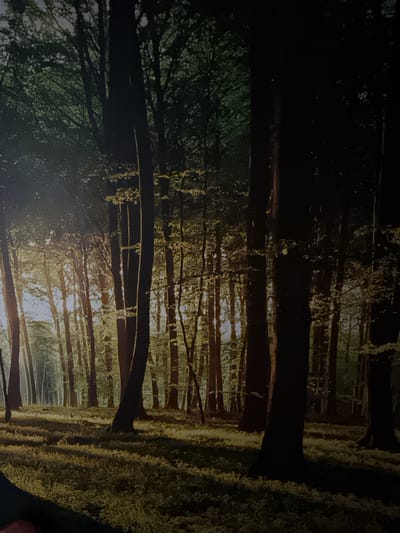 This is a nighttime photograph of a forest scene. The image is dominated by dark tree trunks and branches, with shafts of light filtering through the canopy. The ground is covered in grass or moss, and appears to be illuminated by the faint light sources within the forest. There are no visible people or objects, and no discernible activity or event taking place. The time of day is clearly night, and the weather appears calm. There are no specific location cues beyond the general forest setting. The mood of the image is somewhat mysterious and serene, due to the darkness and the play of light. There is no visible text in the image.