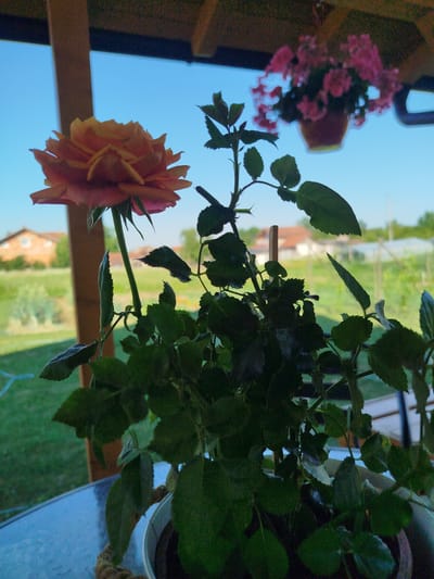 The image captures a close-up of a rose plant with an orange and pink bloom, set against a backdrop of a bright blue sky. The rose is in focus, showcasing its delicate petals. A secondary flowering plant with pink blooms, in a reddish-brown pot, is visible in the upper right of the frame, slightly out of focus. Both plants appear to be in pots, with the rose pot having a textured rope element. The scene is set outdoors, likely on a table, as indicated by the reflective surface in the foreground.
In the background, a residential area is visible, with houses featuring orange-tiled roofs and green lawns. The overall impression is one of a pleasant, sunny day, with clear skies suggesting good weather. The time of day is likely daytime, given the brightness of the sky. The location is identified as MZ Petrov Gaj, Bosnia and Herzegovina. There is no visible text in the image. The composition and focus draw attention to the beauty of the rose, creating a peaceful and serene mood.