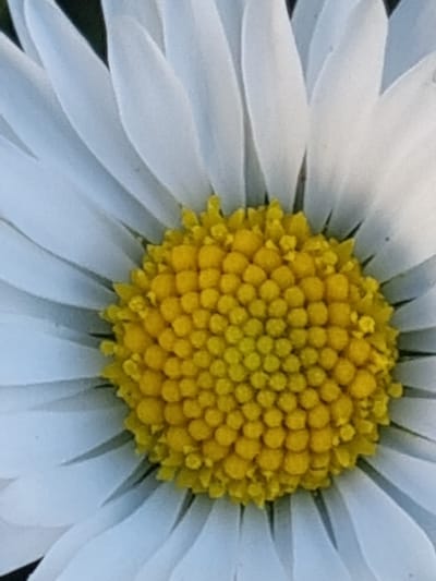 This is a close-up, macro photograph of a daisy flower, likely taken outdoors in natural light. The image is dominated by the flower's white ray florets and its central yellow disc florets. The white petals are elongated and curve gently outward, with visible texture and subtle shading. The center of the flower is a dense cluster of small, circular, bright yellow disc florets, arranged in a spiral pattern. The background is dark and out of focus, which helps to emphasize the flower. The perspective is from above, looking down into the center of the bloom. There are no people or man-made objects visible in the image. The photograph does not provide any information about the location in the city of Žygaičiai, Lithuania, or any other specific geographical details.
