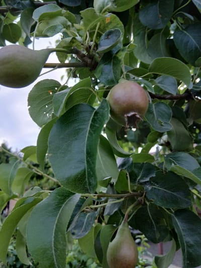 A close-up, vertical shot captures a pear tree branch laden with fruit and leaves. The foreground is dominated by dark green, textured leaves, some with small holes. To the left, a light green, elongated pear hangs from a thin stem. In the upper right quadrant, a smaller, rounder pear, tinged with pinkish-brown, is visible, its calyx forming a star-like shape at its base. The pears appear to be unripe, judging by their color and firmness. The background is a blur of more foliage and a hazy sky, suggesting an outdoor setting. The image is likely taken in Vita-Poshtova, Ukraine, given the context.