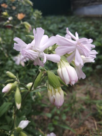 A cluster of light pink and white flowers with thin, elongated petals are in focus in the foreground. Some of the flowers are fully bloomed, while others are still in bud form, with a pale pink blush. The flowers are on green stems with some visible sepals. The background is a blur of green foliage, suggesting a garden or natural outdoor setting. The scene appears to be a close-up shot of a plant in bloom.