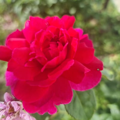 A close-up, slightly low-angle shot focuses on a vibrant, fully bloomed red rose. The rose petals are a rich, deep red with some darker, almost magenta hues at the edges and in the deeper folds. The center of the rose is a complex arrangement of tightly packed petals, creating a textured, ruffled appearance. Small, dark specks are visible on some of the petals, possibly imperfections or remnants of pollen. To the lower left of the frame, partially visible and out of focus, are several delicate, pale pink or light purple flower buds and spent blossoms, some with dried brown centers. The background is a soft blur of green foliage, indicating an outdoor setting. The lighting appears to be natural daylight, casting gentle shadows and highlighting the curves of the rose petals. The image is taken in the city of Ақкемер, Kazakhstan.