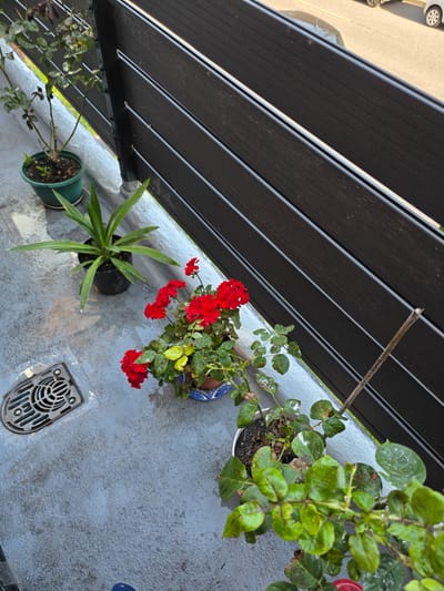 The image displays a collection of potted plants on a gray concrete surface, likely a balcony or patio, under a dark slatted awning. In the foreground, a green potted plant with long, spiky leaves is visible. To its right, a pot with vibrant red flowers, possibly geraniums or impatiens, blooms profusely. Further to the right, a drain grate is embedded in the concrete. In the background, another plant with green leaves, some appearing slightly wet, is situated in a decorative blue and white pot. The scene is lit by natural light, suggesting it is daytime. The angle of the shot, looking down from above, combined with the slatted awning, creates a dynamic perspective. The concrete surface shows signs of being wet, possibly from recent rain, which might explain the glistening leaves of the plants. The overall setting appears to be an outdoor living space, possibly in an urban or suburban environment, given the glimpse of a car and road in the upper left corner. There is no visible text in the image.