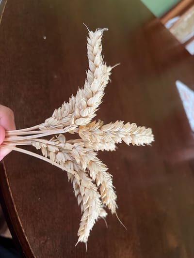 The image shows a close-up, high-angle view of several dried wheat stalks being held in a person's left hand. The stalks are a light golden-brown color and are positioned diagonally across the frame from the lower left to the upper right. They are bunched together at the base where the hand is holding them, and then fan out. The background is a dark, reflective surface, possibly a wooden table, with some out-of-focus elements in the upper right that suggest a room with green walls and wooden furniture. There are two small, bright circular reflections in the background, possibly from lights. The image appears to have been taken indoors. There is no indication of the city of Hanniv, Ukraine, in the image.