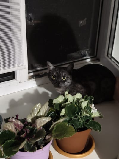 A domestic cat with tabby markings and yellow eyes is seated on a windowsill. The cat is facing the camera and is positioned to the right of center. In the foreground, there are two potted African violet plants. The plant on the left is in a light purple pot, and the plant on the right is in a terracotta-colored pot with a yellow saucer. The windowsill is white and appears to be located indoors. The background consists of a dark window with reflections and a portion of white blinds on the left side. There is no indication of the specific location being in Семилетка, Russia.