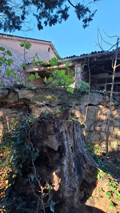 A ground-level view, rotated counter-clockwise, showcases an aged stone building intertwined with vegetation. A substantial, gnarled tree trunk dominates the right side of the frame, partially obscuring the structure. Ivy and other trailing plants weave across both the tree and the building's stone facade. A fig tree branch with vibrant green leaves extends from the building. The building has tiled roofing. Clear blue sky is visible through branches in the upper left. The location is Podbadac, Montenegro.