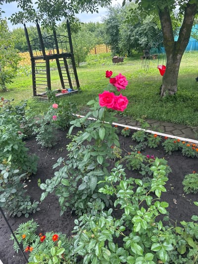 In a garden in Zabridky, Ukraine, a close-up shot reveals a vibrant flowerbed with several blooming roses. The primary subject is a tall rose bush with multiple large, bright pink roses, some in full bloom and others unfurling. The roses are positioned in the foreground, with their lush green foliage dominating the lower half of the frame.

Beyond the rose bed, a garden path made of irregular stone slabs is visible, bordered by a white edge. A row of smaller marigold plants with orange flowers is planted along the path. In the background, a wooden playground structure stands, featuring a ladder and a netted climbing area. To the right, a mature tree with rough bark grows, and a bright red bucket hangs from one of its branches via a rope swing. The surrounding environment includes a grassy lawn, other trees, and a yellow fence. The overall impression is a well-maintained, sunny outdoor space. There are no people or animals visible in the image.