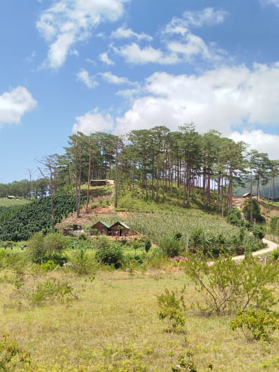 The image captures a pastoral landscape in the city of Lac Duong, Vietnam. The scene is dominated by a lush hillside covered in a dense forest of tall, slender pine trees. Below the forest, the hillside is terraced and cultivated with various crops, including what appears to be coffee plants and other green vegetation.
In the mid-ground, two small, rustic wooden houses with green roofs are nestled amongst the greenery. A dirt path winds its way up the hillside, passing by these houses and leading towards the forested area. A wider dirt road is also visible on the right side of the image, curving around the hill.
In the foreground, a dry, grassy field with scattered bushes and small trees stretches out. A few indistinct figures of people can be seen in the distance, near the cultivated fields, suggesting human presence and agricultural activity.
The sky above is a clear blue, dotted with fluffy white clouds, indicating a bright, sunny day. The overall impression is one of a serene rural environment, likely a working farm or agricultural estate in the hilly region of Lac Duong.