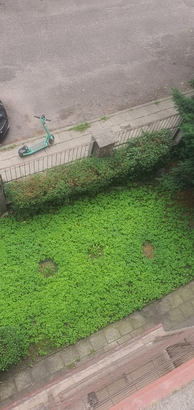 An aerial view captures a section of Katowice, Poland, depicting a street, a sidewalk, a metal fence, a low hedge, and a ground-level grassy area. A teal electric scooter is parked on the grey concrete sidewalk. The street surface is asphalt, with a portion of a dark-colored vehicle visible on the left side. The grassy area is densely covered with small green plants and features two circular, slightly raised patches of bare earth or overgrown vegetation. A mature evergreen tree is situated on the right edge of the frame, adjacent to the hedge. The perspective suggests the photograph was taken from an elevated position, likely a building.