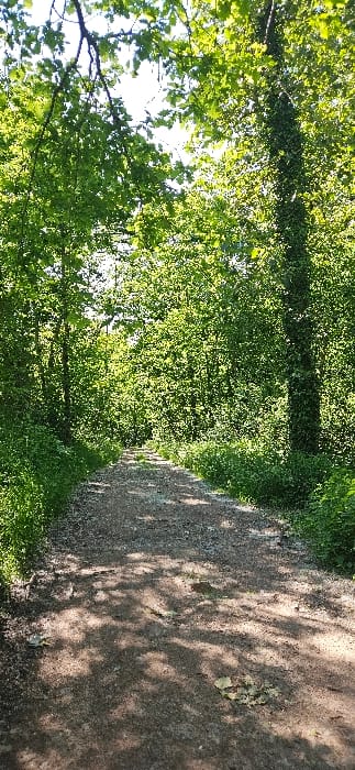 The image shows a dirt path leading through a dense forest. The path is relatively narrow and lined with lush green vegetation on either side. The foliage is thick and the trees are tall, casting shadows on the ground. The path is deserted and there are no people visible in the image. The location is a forest near Thanvillé, France, at the coordinates 48.329 latitude and 7.344 longitude. The image appears to have been taken on a sunny day.