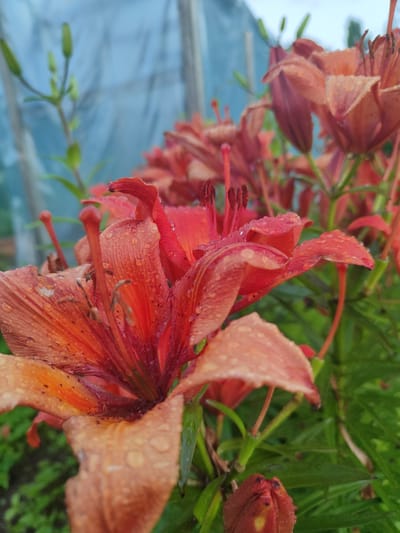This is a close-up, eye-level, vertical, outdoor photograph of several bright orange and red lily flowers with water droplets on their petals. The flowers are in various stages of bloom, with some fully open and others still in bud. The focus is on the front-most lily, its petals displaying a textured surface covered in dew or raindrops. The stamens and pistils are visible in the center of the open flower. The background is a soft blur of green foliage and a light blue, translucent material, possibly greenhouse plastic, suggesting a garden setting. The lighting suggests it might be overcast or early morning/late afternoon. The overall mood is serene and natural, emphasizing the beauty of the flowers after rain. There is no visible text. The location is identified as Talitsa, Russia.
