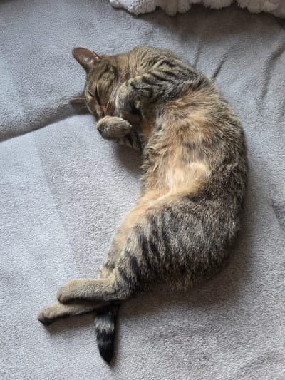 A tabby cat is curled up asleep on a soft, textured gray surface. The cat's body is a mix of brown and black stripes, with a lighter, tan-colored belly. Its paws are tucked close to its face, obscuring its eyes and nose. The tail is wrapped around its hindquarters. The background is a continuation of the gray textured surface, with a hint of a white fluffy object in the upper right corner. The lighting suggests an indoor environment with natural light. This scene is not specific to Brzeg, Poland, or any other particular city.