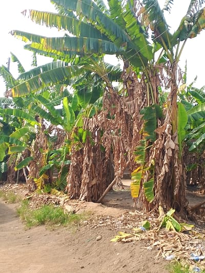 The image shows a dirt road next to a small banana plantation in Ogharefe, Nigeria. The banana plants are mostly dry with some green leaves. There is debris on the ground. The dirt road is dry and appears to be used infrequently. The image appears to have been taken in the afternoon as there are shadows from the banana plants. The sky is bright and clear. There is no one visible in the image.