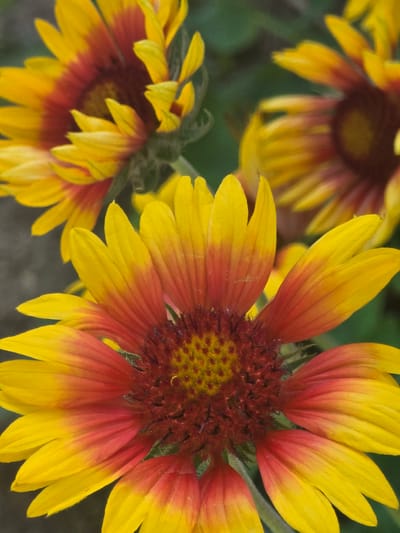 This is a close-up, vertical shot of several Gaillardia flowers, commonly known as blanket flowers, in varying stages of bloom. The flowers exhibit a gradient of colors, transitioning from a deep reddish-brown at the center to bright yellow at the tips of their petals. The petals are elongated and slightly curled, with visible veins. The background is softly blurred, revealing hints of green foliage and a gray, textured surface, possibly a stone or pavement. There are no people or animals present. The lighting appears natural, suggesting an outdoor setting, likely a garden or park within the city of Jezqazğan, Kazakhstan.