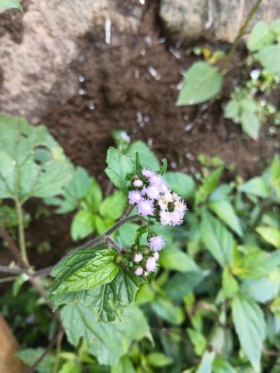 A close-up captures a cluster of small, light purple flowers with fuzzy petals, some fully open and others still in bud. These delicate blossoms sprout from a dark, hairy stem amidst vibrant green foliage. The leaves vary in shape and texture, some with smooth edges and others more serrated or even slightly damaged. The background features a mix of soil, pebbles, and additional greenery, suggesting a natural, outdoor setting. The overall composition focuses on the intricate details of the plant life.