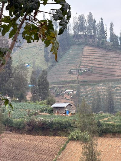 The image depicts a rural landscape in Ngadas, Indonesia, characterized by terraced hillsides cultivated with crops. In the foreground, a dirt field with rows of young plants is visible, separated by a line of trees and vegetation. Further up the hillside, another section of cultivated land features a dense green crop, likely vegetables. A small house with a corrugated metal roof is situated on this level, with a blue water tank beside it. Several more houses are scattered across the undulating terrain, some with blue tarps covering them. The background is dominated by steep, terraced fields, some appearing freshly plowed and others covered with crops. Tall, slender trees are interspersed throughout the landscape, reaching towards a hazy, overcast sky. The overall impression is one of agricultural activity in a mountainous region.