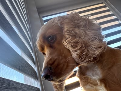 A close-up, low-angle shot focuses on the head and upper body of a golden-brown Cocker Spaniel as it looks downwards. The dog's right ear, characterized by wavy, golden fur, hangs down, partially obscuring its face. The dog's eye, a dark brown iris with a visible pupil and reflection, is partially closed. Its nose is dark and appears wet. The dog's fur is short and dense on its face and longer and curly on its ears. The background features a window with horizontally striped blinds that allow light to filter through. The blinds are alternating dark gray and white, with the white sections appearing translucent. The scene is indoors. The image was taken in Dibich, Bulgaria.