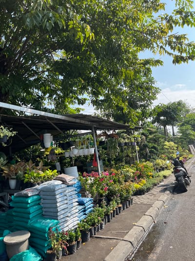 The media file depicts an outdoor plant nursery in Kludan, Indonesia, likely during the daytime as indicated by the bright sunlight. The scene is filled with a variety of plants, including lush green trees dominating the left side of the frame and a colorful assortment of flowering plants and smaller potted plants arranged along a paved walkway and beside a road.
On the right side of the image, a motorcycle is parked near the curb, suggesting a street-side vendor or shop. A significant number of stacked bags, likely containing soil or fertilizer, are visible in the foreground, with some in turquoise and others in white and blue. These are organized in neat rows. There are also many potted plants, some in black plastic bags and others in white pots. Some of these potted plants are hanging, adding to the visual density of the nursery.
The setting appears to be a commercial area, possibly a roadside stall or a small nursery. The weather seems to be warm and sunny, as evidenced by the bright light and the wet patches on the asphalt road, which could indicate recent rain or water used for irrigation. The overall atmosphere is one of a bustling, active marketplace for plants and gardening supplies. There are no people clearly visible in the frame. The image is shot at an angle, giving a dynamic perspective of the arrangement of the plants and merchandise.