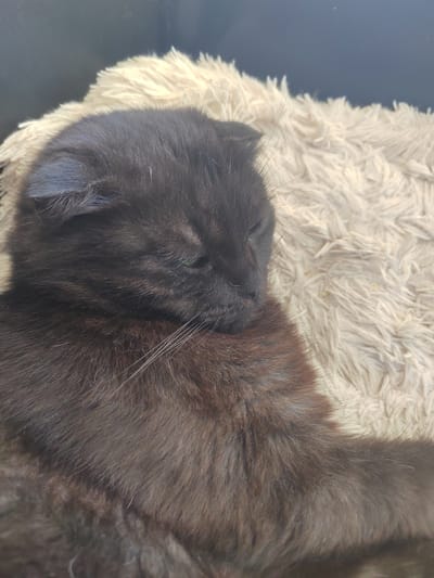 A close-up, overhead shot shows a black cat sleeping on a fluffy, cream-colored blanket. The cat is curled up with its eyes closed and its head resting on its body. The blanket appears soft and plush, providing a comfortable resting place for the cat. The background is dark and out of focus, putting the full emphasis on the sleeping feline. The image does not contain information about the location in the city of Yuzhnyy, Russia.