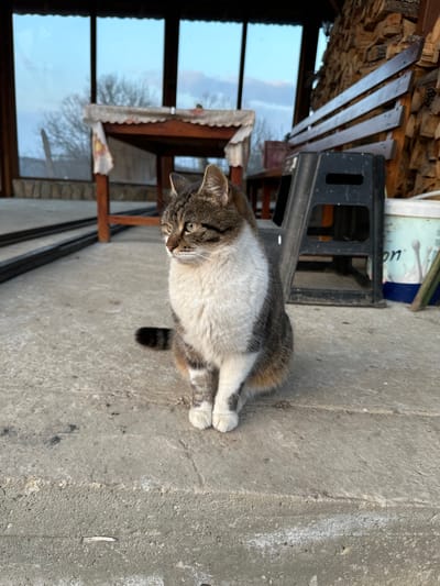 An adult domestic cat, exhibiting a tabby pattern with white fur on its chest, belly, and paws, sits on a weathered concrete surface. The cat faces left, its head slightly elevated, with its gaze directed towards the upper left of the frame. Its tail is partially visible behind its right hind leg, displaying dark tabby stripes.
The cat is positioned in what appears to be a semi-enclosed outdoor area, likely a veranda or sunroom, within the city of Pobit Kamak, Bulgaria. In the immediate background to the left, a series of large glass panels or windows reflect a clear, light-blue sky with faint cloud formations and the silhouettes of bare trees. Below the windows, two parallel dark metal bars or frames rest horizontally on the concrete floor.
Towards the center-left background, a wooden table with a light-colored, possibly embroidered, tablecloth is visible. To the right of the table, a wooden bench with multiple slats extends horizontally. Below the bench and to the right of the cat, a black plastic stool or step is present. Further right, a white plastic bucket with blue writing and design elements, possibly a paint or construction material container, sits on the concrete. Several thin, green-brown sticks are propped against the bucket. The background on the far right features a neatly stacked wall of firewood. The scene is illuminated by natural light, casting soft shadows. No human figures are present.