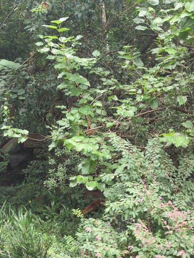 The image captures a dense, lush green environment in Xindu District, China, dominated by abundant foliage and trees. The scene appears to be an outdoor setting, possibly a garden or natural woodland, with a variety of plant life. The vegetation includes large-leaved trees, smaller leafy bushes, and some grassy areas. The lighting suggests it is daytime, with diffused light filtering through the dense canopy. In the lower right portion of the image, a small animal with reddish-brown fur and a striped tail, consistent with a red panda, is partially visible, moving among the plants. The overall impression is one of a vibrant and natural ecosystem within the urban landscape of Xindu District.