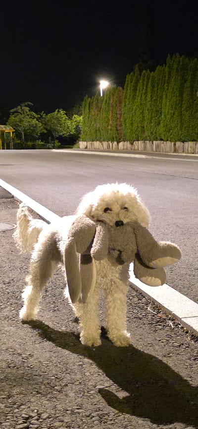 A fluffy, light-colored dog, possibly a poodle mix, stands on a paved surface at night, holding a light brown, floppy-eared stuffed animal in its mouth. The dog is positioned in the center of the frame, facing forward with its body angled slightly to the left. Its fur is curly and covers its entire body, and it has dark eyes and a black nose. The stuffed animal appears to be a rabbit or a similar creature, with long ears that drape down.
The background consists of a dark sky with a streetlamp visible in the upper center, emitting a bright light. To the right of the streetlamp, a dense line of tall, green evergreen trees forms a natural barrier. In front of the trees, there's a low wooden fence. The paved surface beneath the dog appears to be asphalt with gravelly edges. A white line, likely a road marking, runs horizontally across the lower portion of the image, with the dog standing just above it. The overall lighting suggests it is nighttime, with artificial light sources illuminating the scene. No specific landmarks or street signs are clearly visible that would pinpoint a location within Lieli, Switzerland.