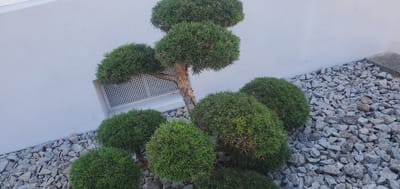 The image depicts a decorative evergreen tree, possibly a pine, sculpted into a topiary form. It features multiple spherical masses of dense green foliage attached to a central trunk and branches. The tree is situated outdoors, with its base surrounded by a bed of grey gravel. Behind the tree, a light-colored, textured wall serves as the backdrop. To the left of the tree, a white air vent with a grid pattern is visible, partially obscured by the foliage. The ground is covered with angular grey stones, with a concrete edge visible in the upper right corner. The scene appears to be well-lit, suggesting daytime with clear or partly cloudy weather. The overall impression is one of a well-maintained garden or outdoor space, likely in a residential or commercial setting, given the presence of the vent. The location is specified as Achern, Germany. There is no visible text in the image.