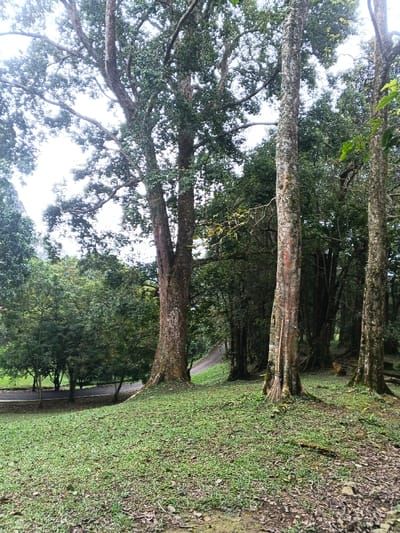 The scene depicts a sloped, natural area in Tây Ninh, Vietnam, under an overcast sky. In the foreground, a gentle incline of short, green grass is visible, interspersed with scattered dry leaves and patches of exposed soil. Several large trees dominate the midground and background. A prominent tree with a thick, dark brown, textured trunk stands in the left-center midground. To its right, two other large trees with lighter, mottled bark are positioned closer to the viewer; a broom or bundle of thin wooden sticks leans upright against the base of the forwardmost tree on the right. A dark-colored, paved path or road curves horizontally through the midground, visible on the left and center-right, bordered by a dense arrangement of green trees and various foliage. The background consists of a continuous tree line, with a bright, obscured sky visible through the upper canopy. A faint, pale rocky formation is discernible through the trees in the far left background. No individuals or specific actions are depicted.