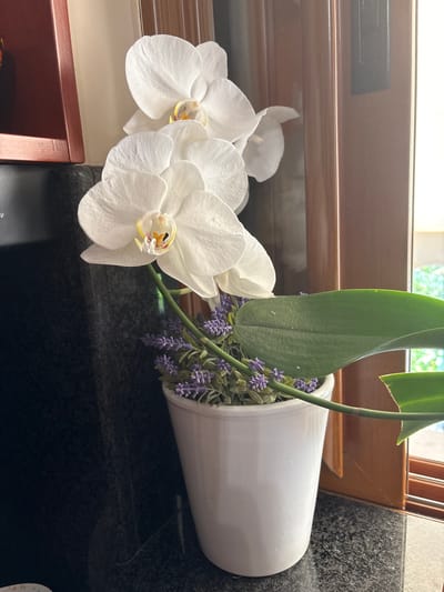 The image shows a white orchid plant in a white pot. The orchid has several white blooms and large green leaves. The pot is placed on a dark granite countertop. To the left of the orchid is a dark wooden object. To the right of the orchid is a wooden door frame. The scene appears to be indoors, likely in a home or office. The image does not provide any information about the city of Ilion, Greece.