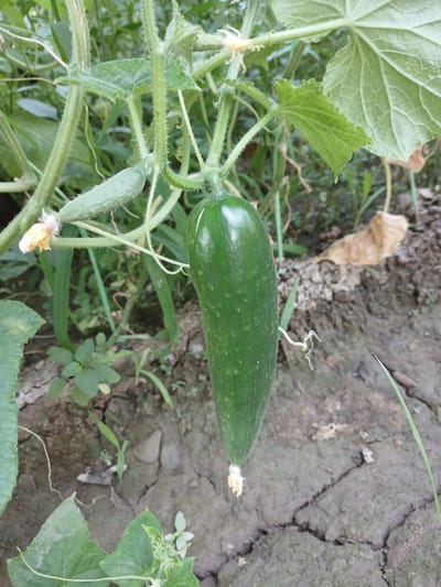 A single, mature green cucumber hangs from its vine, its smooth skin glistening. The cucumber is elongated and tapers slightly towards the blossom end, where remnants of yellow petals are visible. It is positioned centrally in the frame, with other smaller cucumbers and green leaves of the cucumber plant forming the background. The vine itself is covered in fine, fuzzy hairs and has tendrils reaching out. The environment appears to be a garden or field, with dry, cracked soil visible on the ground, interspersed with patches of green vegetation and a fallen, dried leaf. The overall scene is natural and depicts a plant in its growth stage. The location is identified as Urabashi, Uzbekistan.